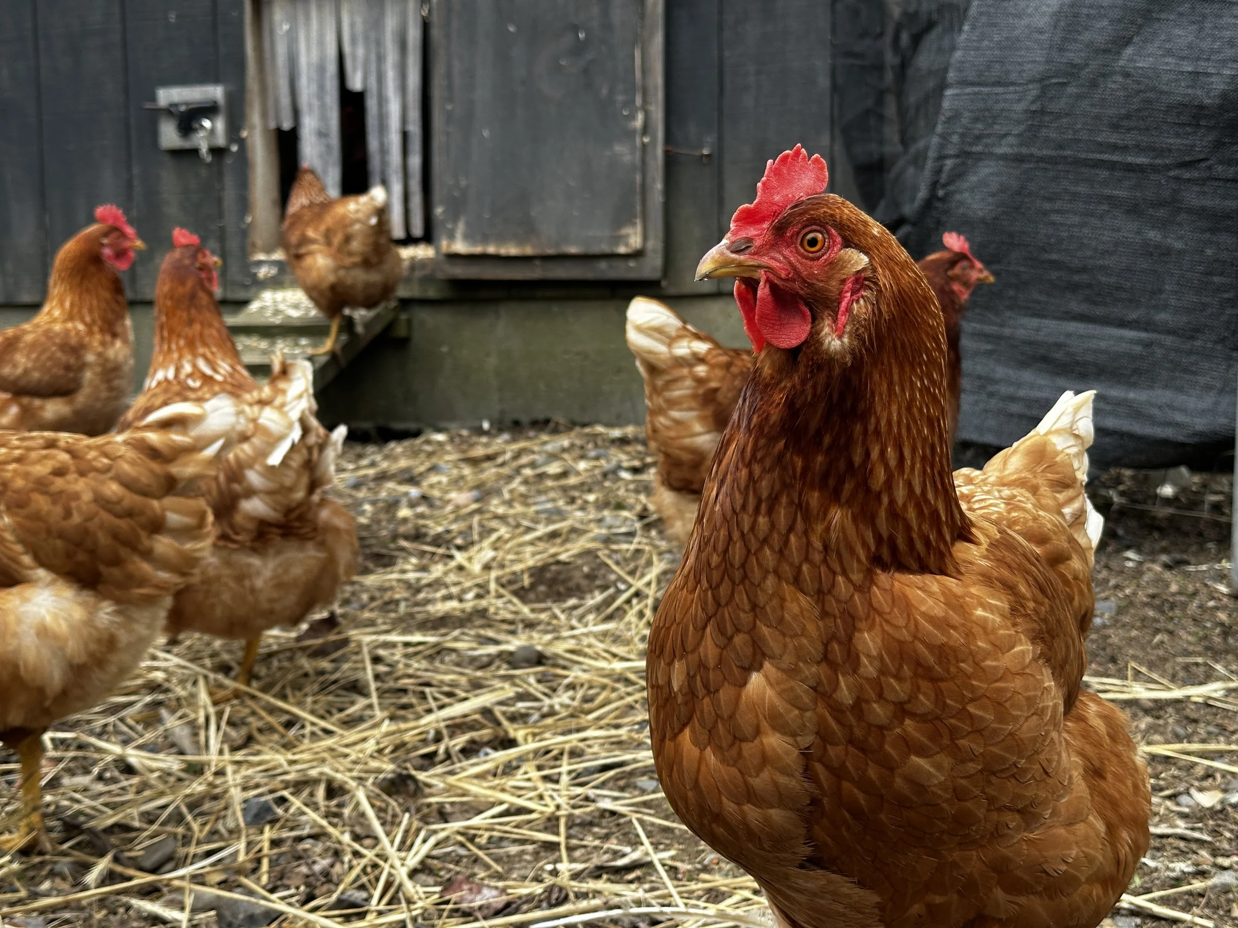 Chickens, Turkeys, and Rabbits, Oh My! | Woodstock Farm Sanctuary